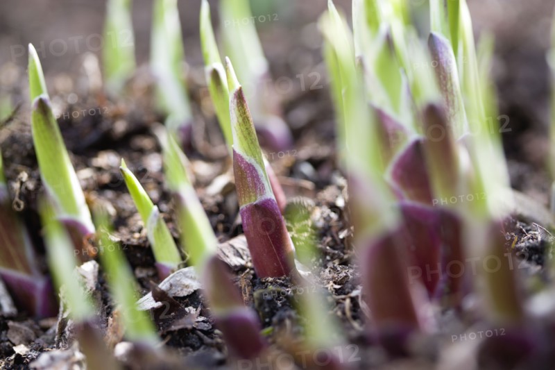 Landscape, Gardens, Plants, Hosta shoots emerging from ground in early spring in an English garden.