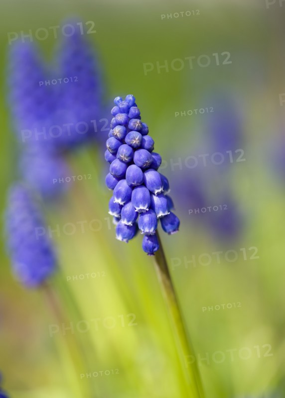 Landscape, Gardens, Plants, Invasive Spanish bluebell in early spring in an English garden.
