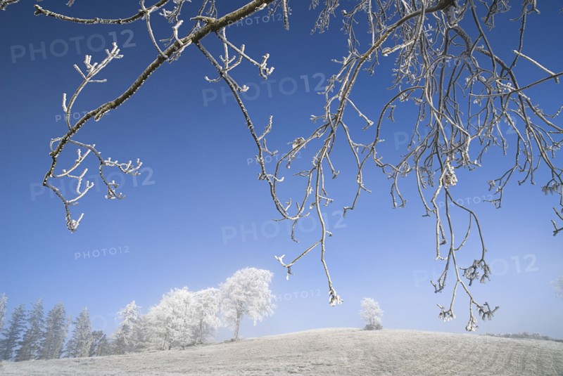 IRELAND, County Monaghan, Tullyard, Trees covered in hoar frost on outskirts of Monaghan town.