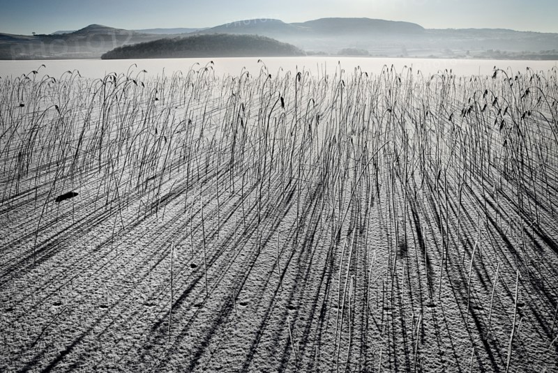 IRELAND, Northern, County Fermanagh, Lough MacNean, Frozen lough with reeds casting long shadows and mountains in the background.