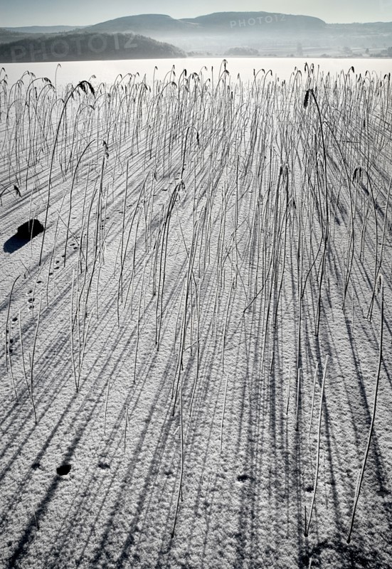 IRELAND, Northern, County Fermanagh, Lough MacNean, Frozen lough with reeds casting long shadows and mountains in the background.