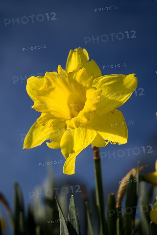 IRELAND, County Sligo, Drumcliffe, A daffodil in Drumcliffe graveyard.