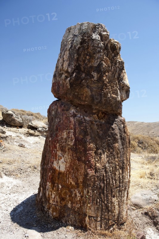 GREECE, North East Aegean, Lesvos Island, Mitilini, Fossilized tree at the ancient fossilized forest, shoot on a bright day under a blue sky.