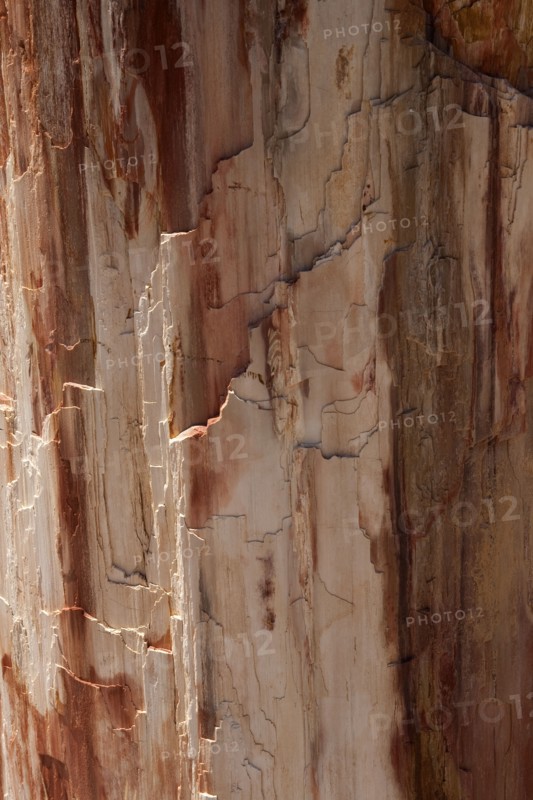 GREECE, North East Aegean, Lesvos Island, Eresos, Detail of a fossilized trees bark at Lesvosís ancient fossilized forest