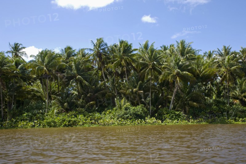 VENEZUELA, Amacuro Delta State, Delta Del Orinoco, one of Orinocoís rivers with palm trees and vegetation reflecting on its calm waters by its coastline and blue sky with white clouds at the background.