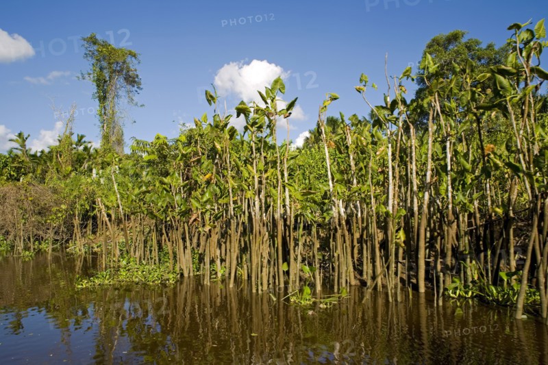VENEZUELA, Amacuro Delta State, Delta del Orinoco, one of Orinocoís rivers with palm trees and vegetation reflecting on its calm waters by its coastline and blue sky with white clouds at the background.