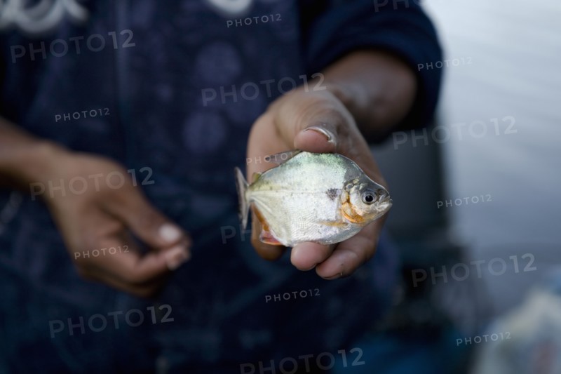 VENEZUELA, Amacuro Delta State, Delte del Orinoco, Pemon tribes mans hands holding on one hand an alive piranha fish and on the other the hook with the bait, shoot with a small depth of field.