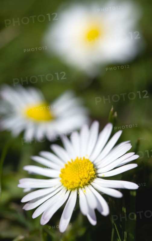 Landscapes, Gardens, Plants, Common daisy Bellis perennis also known as Bruiswort Lawn Daisy and Eye of The Day flowering on a lawn in an English garden.