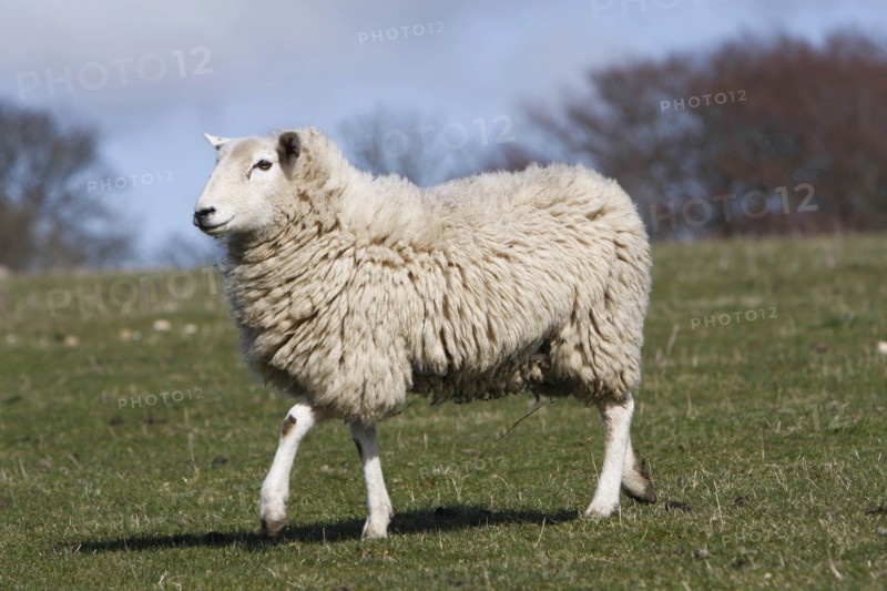 AGRICULTURE, Farming, Animals, sheep grazing on the south downs near Ditchling, East Sussex, England.