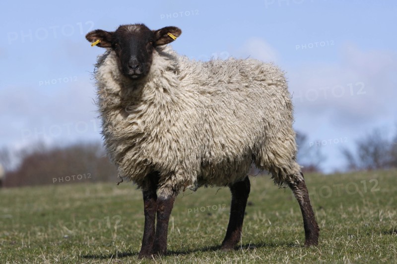 AGRICULTURE, Farming, Animals, sheep grazing on the south downs near Ditchling, East Sussex, England.
