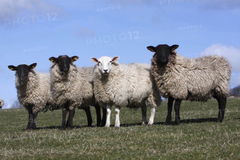 AGRICULTURE, Farming, Animals, sheep grazing on the south downs near Ditchling, East Sussex, England.