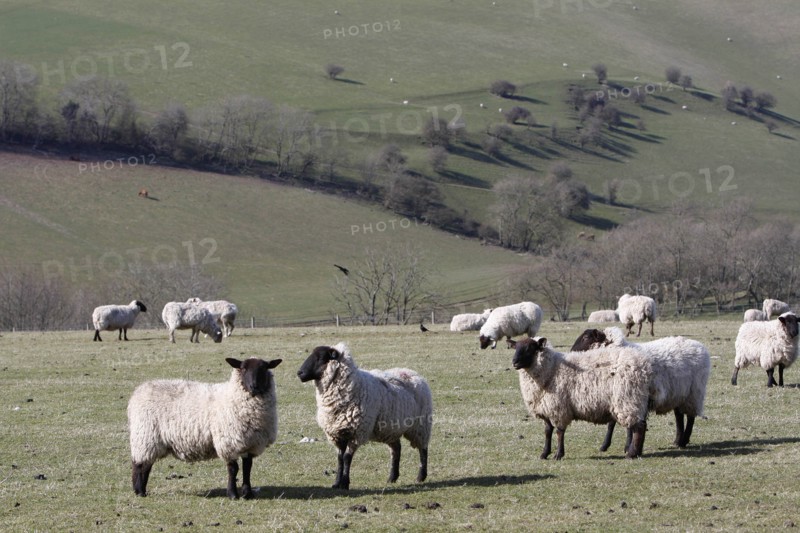 AGRICULTURE, Farming, Animals, sheep grazing on the south downs near Ditchling, East Sussex, England.