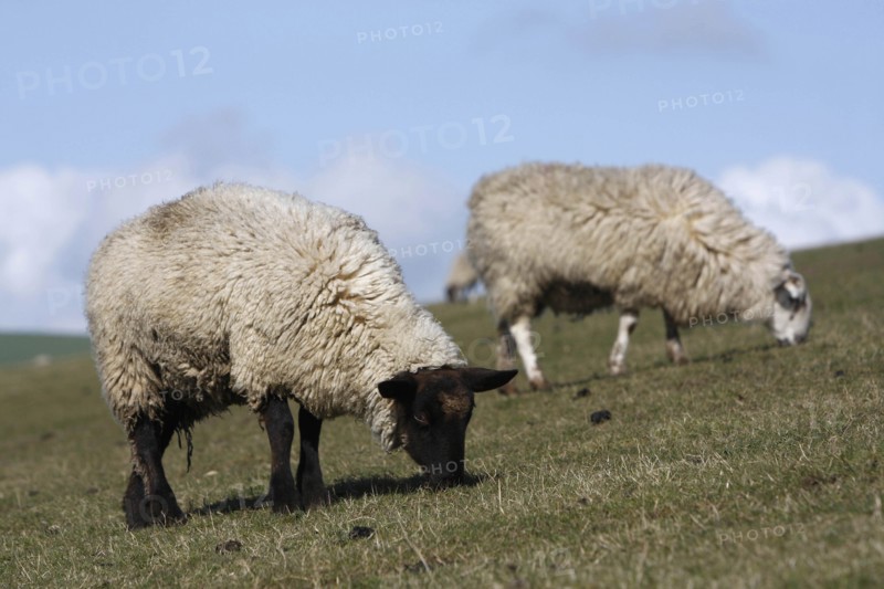 AGRICULTURE, Farming, Animals, sheep grazing on the south downs near Ditchling, East Sussex, England.