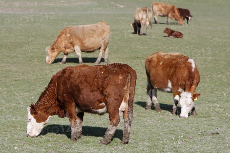 AGRICULTURE, Farming, Animals, Cattle grazing on the south downs near Ditchling, East Sussex, England.