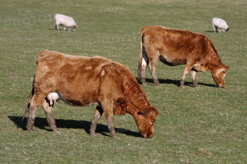 AGRICULTURE, Farming, Animals, Cattle grazing on the south downs near Ditchling, East Sussex, England.
