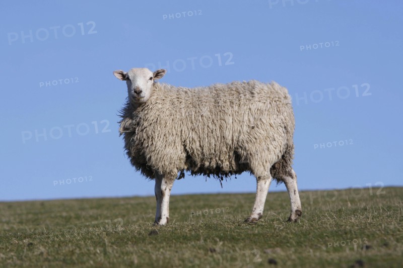 AGRICULTURE, Farming, Animals, sheep grazing on the south downs near Ditchling, East Sussex, England.