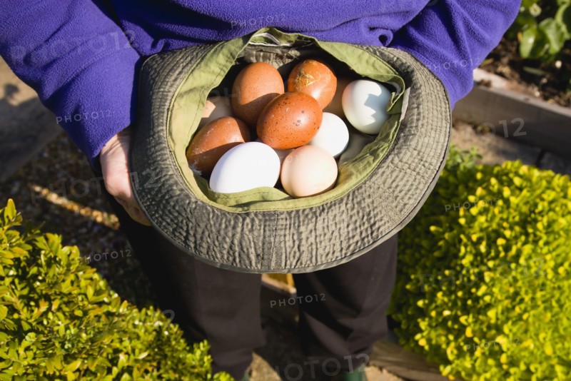 Agriculture, Poultry, Chickens, Lady in her allotment holding a hat containing a variety of free range eggs that she has collected from her hens.