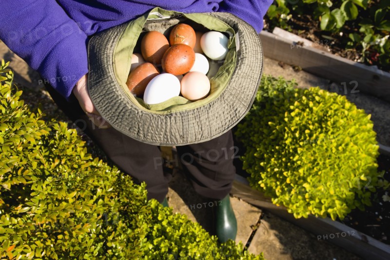Agriculture, Poultry, Chickens, Lady in her allotment holding a hat containing a variety of free range eggs that she has collected from her hens.