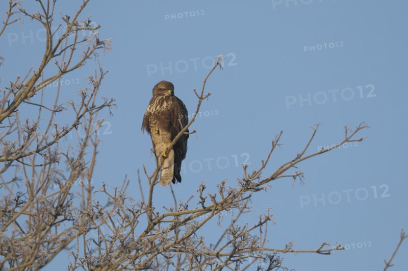 Scotland, Perthshire, Bird of prey perched in tree during winter frost.