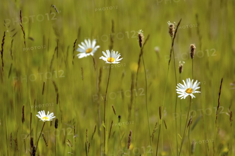Flora & Fauna, Wild Flowers, Daisies in a field of grass.