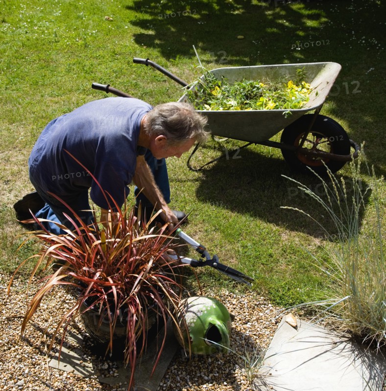 England, West Sussex, Chichester, Gardener beside wheelbarrow trimming lawn edges with shears in summer garden.