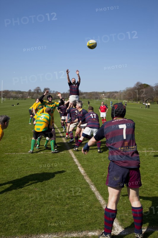 England, West Sussex, Shoreham-by-Sea, Rugby Teams playing on Victoria Park playing fields. Ball thrown in from a Line Out.