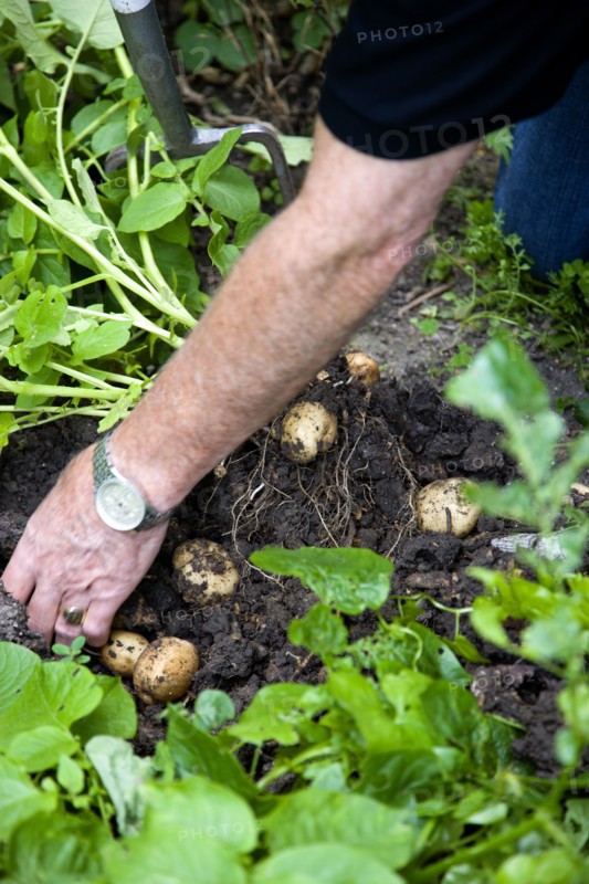 England, West Sussex, Bognor Regis, Freshly unearthed potatoes in a vegetable plot on an allotment.
