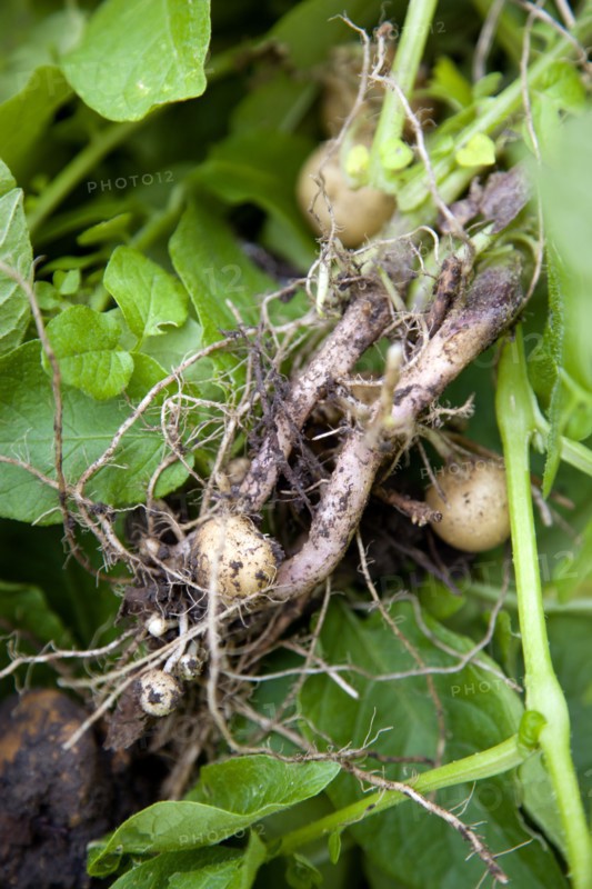 England, West Sussex, Bognor Regis, Freshly unearthed potatoes showing roots of plant in a vegetable plot on an allotment.