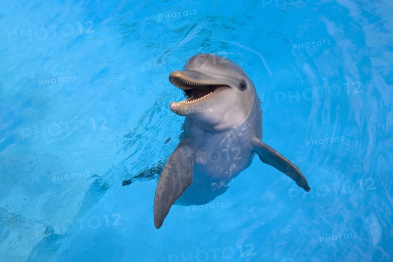 Cuba, Havana, Acurario Nacional, dolphin in the water of the National Aquarium.