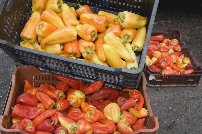 Budapest, Pest County, Hungary. Crates of yellow red and orange Capsicum annuum bell peppers or chili peppers on fresh produce stall at the rail terminus Budapest Nyugati palyaudvar. When dried ground to make paprika the word paprika is often used to refer to the bell peppers themselves. Hungary Hungarian Europe European East Eastern Buda Pest Budapest City Vegetable Vegatbles Fuit Chili Chillis Chillies Pepper Peppers Red Capsicum Annuum Bell Paprika Nyugati Palyaudvar Yellow Color Destination Destinations Eastern Europe