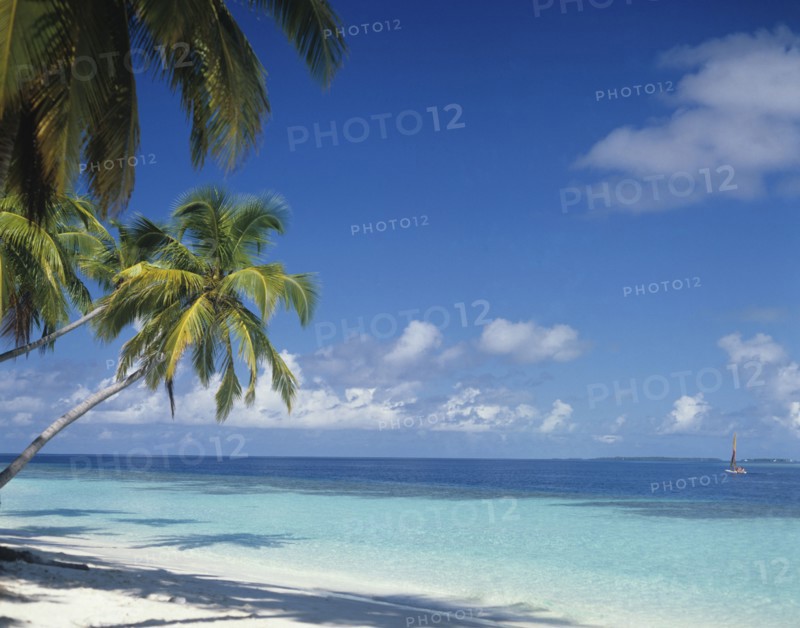 Beach, Maldives. Deserted beach with tourists on catamaran boat in the Indian Ocean. Maldives Island Islands Paradise Holiday Sea Water Travel Calm Blue Sky Beach Sand Shore Coast Indian Ocean Asia Asian Palm Trees Clear Vacation Tourists Clouds Cloud Sky Color Destination Destinations Divehi Rajje Holidaymakers Sand Sandy Beaches Tourism Seaside Shore Tourist Tourists Vacation