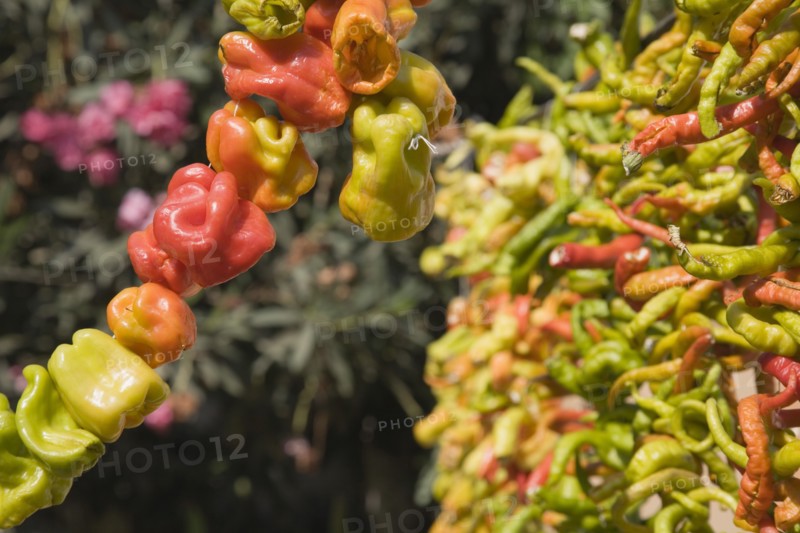Selcuk, Izmir Province, Turkey. Ephesus. Strings of brightly coloured Capsicum annuum cultivars of chillies hanging up to dry in late afternoon summer sun. Asian Color Colored Destination Destinations European Middle East South Eastern Europe Turkish Turkiye Western Asia