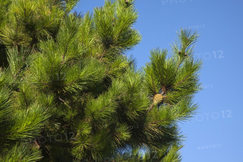 Detail of pine tree with pine cones visible. Flora Fauna Tree Trees Pine Coniferous Evergreen Green Needle Needles Cone Cones Spiny Spikey Blue Sky Europe European UK British