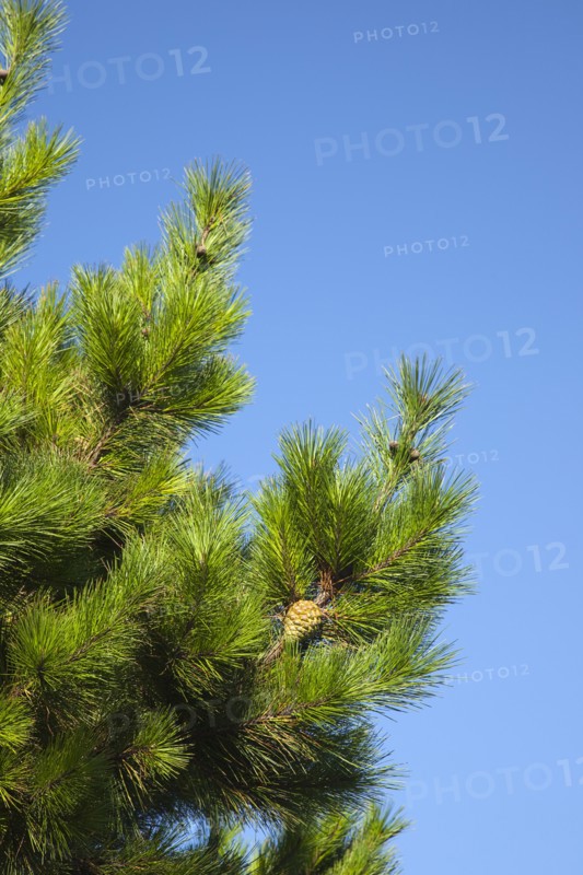 Shoreham-by-Sea, West Sussex, England. Detail of pine tree with pine cones visible. Flora Fauna Tree Trees Pine Coniferous Evergreen Green Needle Needles Cone Cones Spiny Spikey Blue Sky Europe European UK British