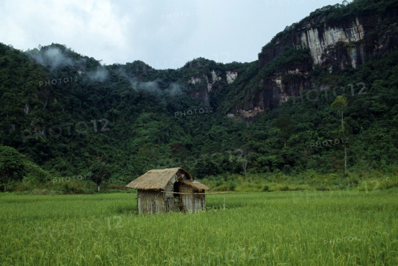 Haran Valley, Sumatra, Indonesia. Near Bukittinggi. Thatched hut standing in rice field with steep tree covered cliffs behind. Asian Blue Clouds Cloud Sky Farming Agraian Agricultural Growing Husbandry Land Producing Raising Scenic Southeast Asia Southern Agriculture White