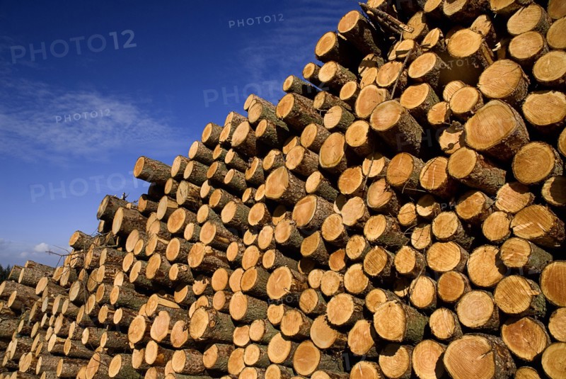 Cooley Peninsula, County Louth, Ireland. Cut timber stacked. Ireland Irish Eire Erin Europe European Logs Logging timber Wood Tree trees Felled Cut-down Industry Pattern Stack Stacks Stacked Blue Color Ecology Entorno Environmental Environnement Green Issues Northern Europe Poblacht na hEireann Republic Colour