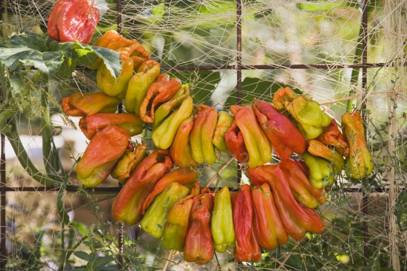 Kusadasi, Aydin Province, Turkey. Strings of brightly coloured chilies hung up to dry in late afternoon summer sunshine. Turkey Turkish Eurasia Eurasian Europe Asia Turkiye Aydin Province Kusadasi Chili Chilis Chilli Chillis Chillie Chillies Dried Drying Hanging Hung Pepper Peppers Capsicum Capsicums Red Color Colour Colored Coloured Orange Destination Destinations European Middle East South Eastern Europe Western Asia