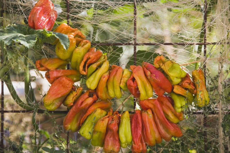 Kusadasi, Aydin Province, Turkey. Strings of brightly coloured chilies hung up to dry in late afternoon summer sunshine. Turkey Turkish Eurasia Eurasian Europe Asia Turkiye Aydin Province Kusadasi Chili Chilis Chilli Chillis Chillie Chillies Dried Drying Hanging Hung Pepper Peppers Capsicum Capsicums Red Color Colour Colored Coloured Orange Destination Destinations European Middle East South Eastern Europe Western Asia