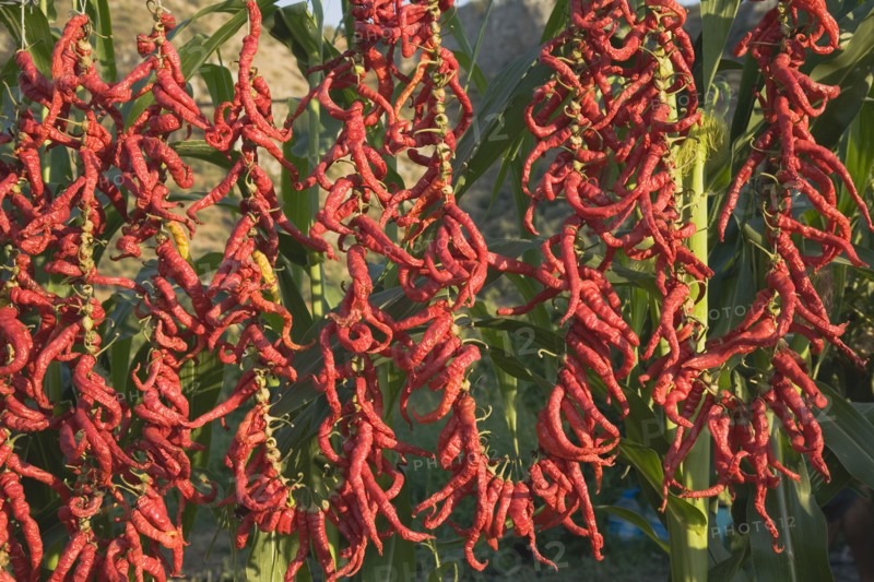 Aydin Province, Turkey. Strings of brightly coloured red and orange chilies hanging up to dry in late afternoon sunshine with sweetcorn growing behind on the road from Selcuk to Sirince Turkey Turkish Eurasia Eurasian Europe Asia Turkiye Aydin Province Selcuk Chili Chilis Chilli Chillis Chillie Chillies Dried Drying Hanging Hung Pepper Peppers Capsicum Capsicums Red Color Colour Colored Coloured Destination Destinations European Farming Agraian Agricultural Growing Husbandry Land Producing Raising Middle East South Eastern Europe Western Asia
