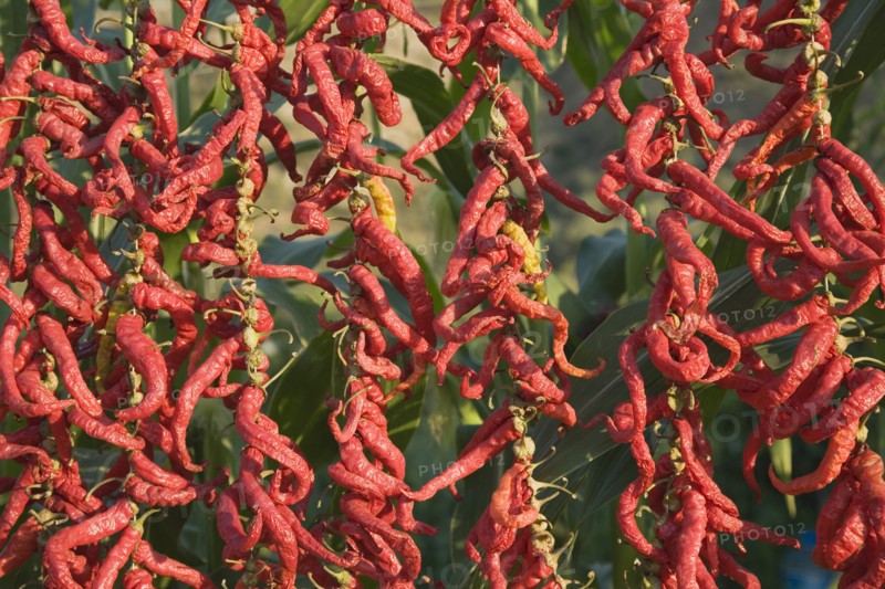 Aydin Province, Turkey. Strings of brightly coloured red chilies hanging up to dry in late afternoon sunshine with sweetcorn growing behind on the road from Selcuk to Sirince. Turkey Turkish Eurasia Eurasian Europe Asia Turkiye Aydin Province Selcuk Chili Chilis Chilli Chillis Chillie Chillies Dried Drying Hanging Hung Pepper Peppers Capsicum Capsicums Red Color Colour Colored Coloured Destination Destinations European Farming Agraian Agricultural Growing Husbandry Land Producing Raising Middle East South Eastern Europe Western Asia