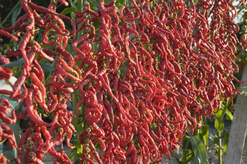 Aydin Province, Turkey. Strings of brightly coloured red chilies hanging up to dry in the late afternoon sunshine on the road from Selcuk to Sirince. Turkey Turkish Eurasia Eurasian Europe Asia Turkiye Aydin Province Selcuk Chili Chilis Chilli Chillis Chillie Chillies Dried Drying Hanging Hung Pepper Peppers Capsicum Capsicums Red Color Colour Colored Coloured European Farming Agraian Agricultural Growing Husbandry Land Producing Raising Middle East South Eastern Europe Western Asia