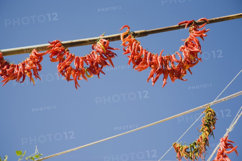 Kusadasi, Aydin Province, Turkey. Strings of brightly coloured chilies hanging up to dry in late afternoon summer sunshine in the old town against cloudless blue sky. Turkey Turkish Eurasia Eurasian Europe Asia Turkiye Aydin Province Kusadasi Chili Chilis Chilli Chillis Chillie Chillies Dried Drying Hanging Hung Pepper Peppers Capsicum Capsicums Red Color Colour Colored Coloured Orange Destination Destinations European Middle East South Eastern Europe Western Asia