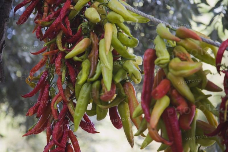 Kusadasi, Aydin Province, Turkey. Strings of brightly coloured chilies drying in late afternoon summer sunshine changing colur from green to red. Turkey Turkish Eurasia Eurasian Europe Asia Turkiye Aydin Province Kusadasi Chili Chilis Chilli Chillis Chillie Chillies Dried Drying Hanging Hung Pepper Peppers Capsicum Capsicums Red Color Colour Colored Coloured Orange Green Destination Destinations European Middle East South Eastern Europe Western Asia