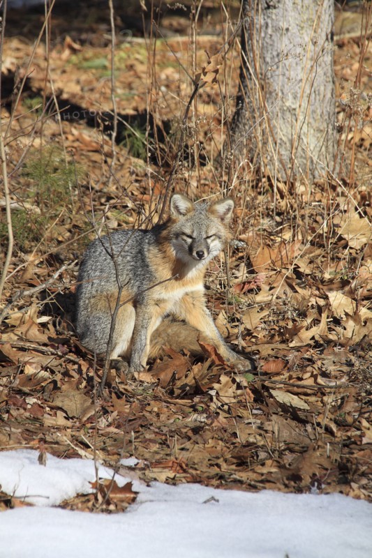 Grey fox amongst fallen leaves in winter in Keene New Hampshire. USA United States State America American Keene New Hampshire NH Grey Gray Fox Foxes Winter Urocyon Cinereargenteus Snow Autumn Fall Leaves Camouflage Camouflaged Blend Blended Blending Hidden Hide Sly Brown White New Hampshire Live Free or Die Granite State North America Northern United States of America