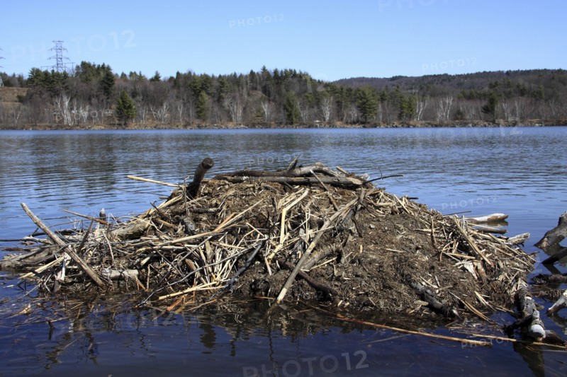 Hinsdale, New Hampshire, USA. Beaver Lodge on the Connecticut River during springtime. USA United State States New Hampshire NH Hinsdale Connecticut River Spring Springtime Beaver Lodge Water Wood Wooden American Constitution State New England New Hampshire Live Free or Die Granite State North America Northern Scenic United States of America