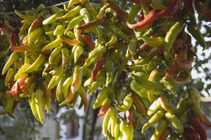 Kusadasi, Aydin Province, Turkey. Strings of brightly coloured chilies hanging up to dry in late afternoon summer sunshine and changing colour from green to red. Turkey Turkish Eurasia Eurasian Europe Asia Turkiye Aydin Province Kusadasi Chili Chilis Chilli Chillis Chillie Chillies Dried Drying Hanging Hung Pepper Peppers Capsicum Capsicums Red Color Colour Colored Coloured Orange Green Destination Destinations European Middle East South Eastern Europe Western Asia