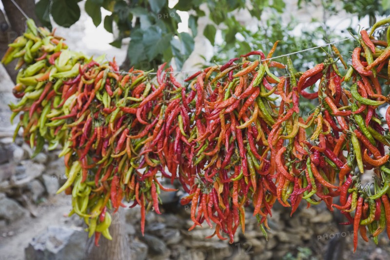 Kusadasi, Aydin Province, Turkey. Strings of brightly coloured chilies hanging up to dry in the late afternoon summer sunshine changing colour from green to red. Turkey Turkish Eurasia Eurasian Europe Asia Turkiye Aydin Province Kusadasi Chili Chilis Chilli Chillis Chillie Chillies Dried Drying Hanging Hung Pepper Peppers Capsicum Capsicums Red Color Colour Colored Coloured Orange Destination Destinations European Middle East South Eastern Europe Western Asia