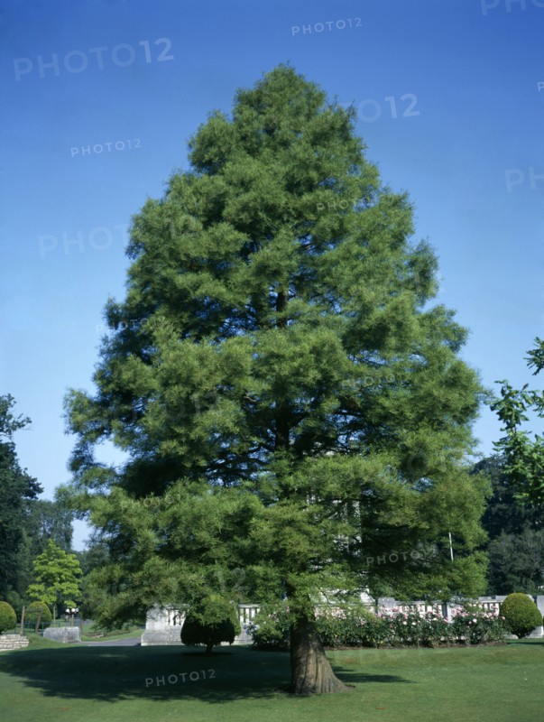 Metasequoia Glyptostroboides. Native of South West China now planted widely throughout UK public parks. British Isles European Scenic Asia Blue Chinese Chungkuo Jhongguo Southern Zhongguo