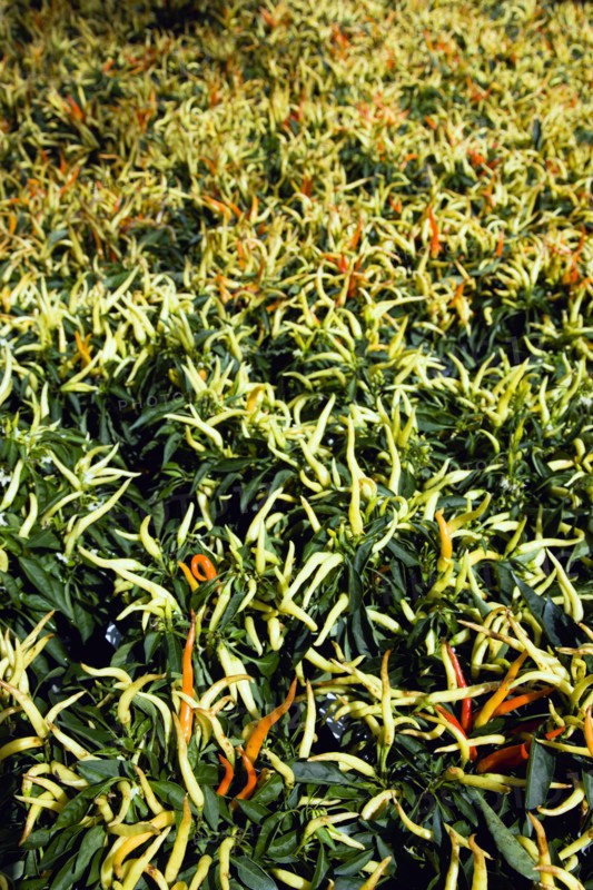 Agriculture, Herbs And Spices, Chillies, Green yellow and ripe red chili peppers growing on plants.
