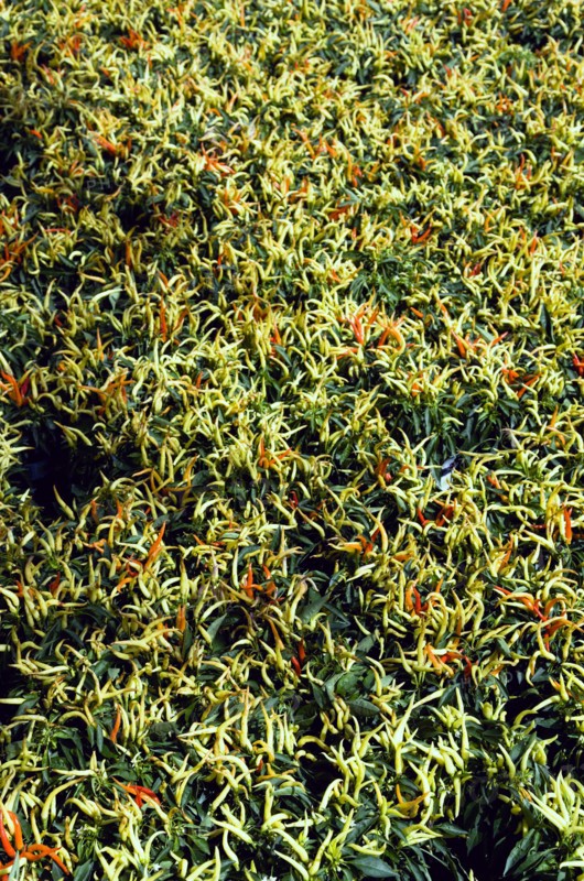 Agriculture, Herbs And Spices, Chillies, Green yellow and ripe red chili peppers growing on plants.
